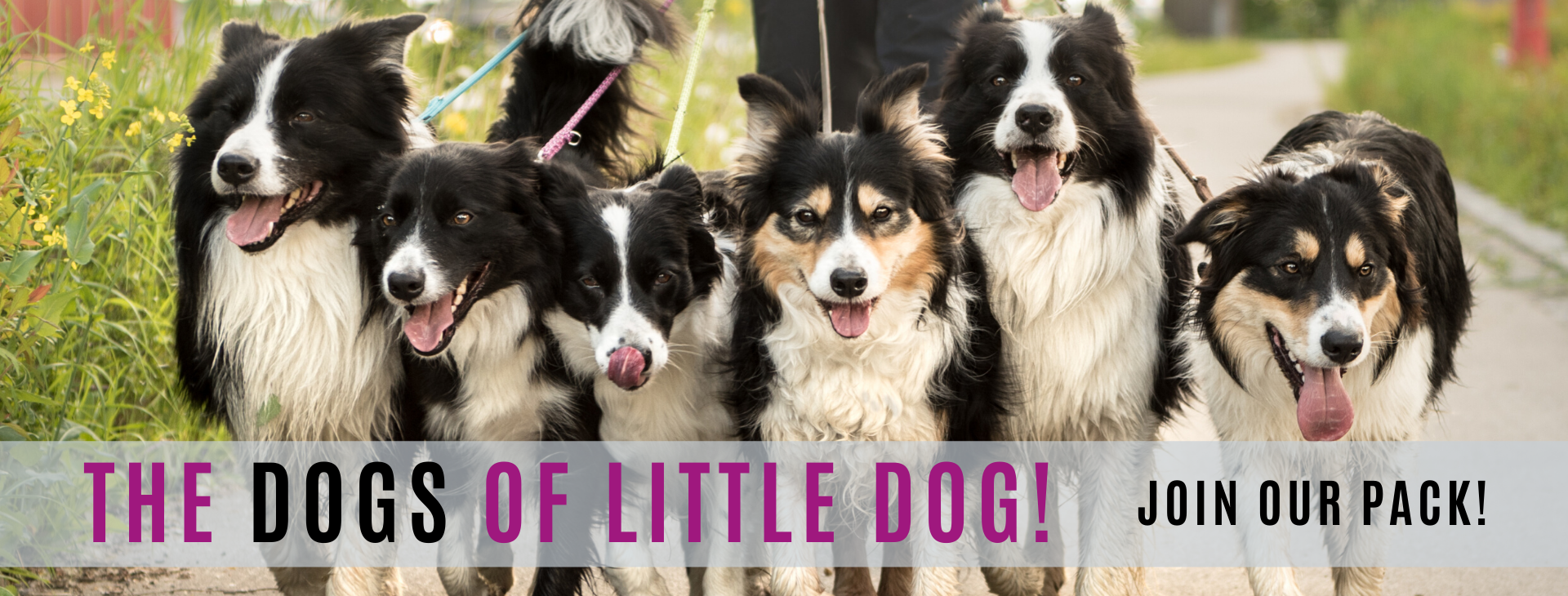 Dogs of Little Dogs